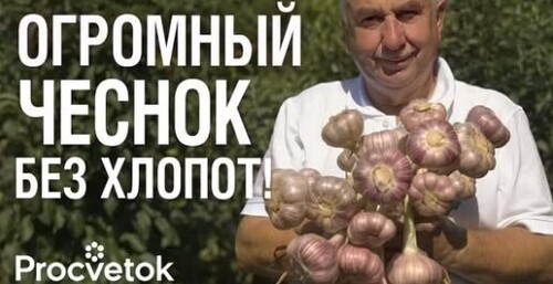 ПОЛОЖИТЕ ЭТО В ЛУНКУ ПРИ ПОСАДКЕ ЧЕСНОКА, чтобы он уродил крупным и здоровым!