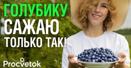 ГОЛУБИКА ЗАВАЛИТ КРУПНЫМИ И СЛАДКИМИ ЯГОДАМИ, если посадить ее таким способом!