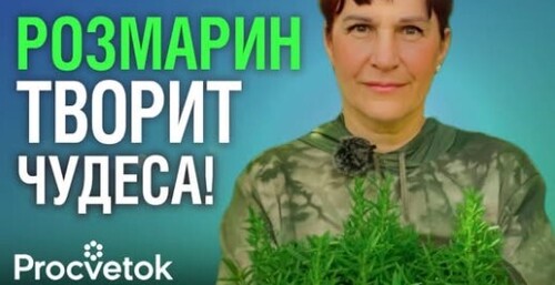 ДАЖЕ ВЕТОЧКА РОЗМАРИНА улучшит настроение, пищеварение, память и сохранит молодость