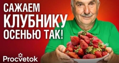 БЕЗ ЭТОГО ОСЕНЬЮ КЛУБНИКУ НЕ САЖАЮ!