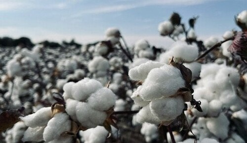 7 жовтня - Всесвітній день бавовни: Прикмети та забобони