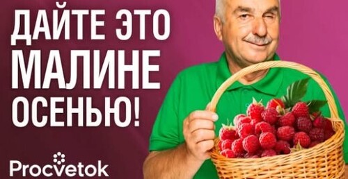 МОЩНАЯ ПОДКОРМКА МАЛИНЫ ОСЕНЬЮ для огромного урожая! Чем подкормить и какие ветки обрезать