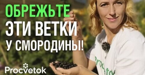 Почему у опытных садоводов ягоды смородины крупнее вишни? Секрет в правильной обрезке!