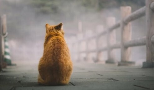 БРОШЕНЫЙ КОТ
