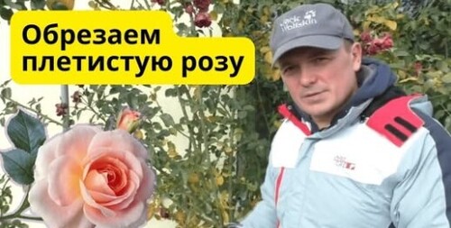 Обрезка плетистой розы осенью, которая зарядит её на весеннее цветение