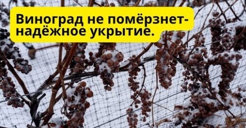 Проверенный способ укрытия винограда- сахарные мешки!