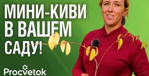 КАК ВЫРАСТИТЬ КИВИ В СВОЕМ САДУ? Мастер-класс по посадке актинидии