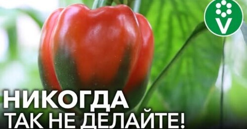 ПЕРЦЫ ВАМ ЭТОГО НЕ ПРОСТЯТ! 3 РОКОВЫЕ ОШИБКИ ПРИ ВЫРАЩИВАНИИ