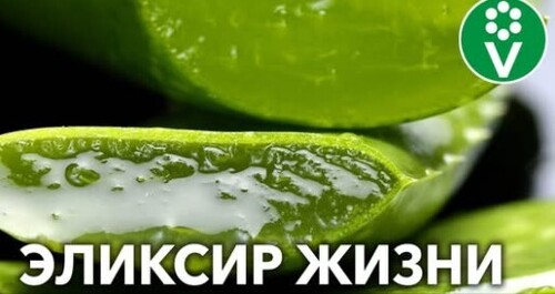 Целительная сила АЛОЭ: правильный рецепт для здоровья и красоты