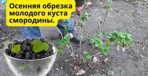 Обрезка молодого куста смородины — важный шаг к урожаю