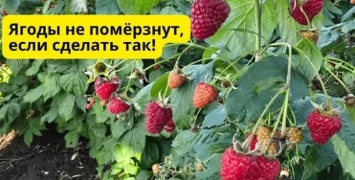 Как спасти урожай ремонтантной малины от заморозков! Простой способ