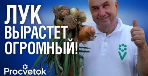 КАК И КОГДА ВЫСАЖИВАТЬ ЛУК ПОД ЗИМУ? Полное руководство от А до Я!