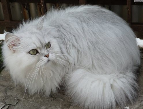 Кота официально звали Себастьян...