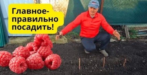 Правильная посадка малины для долгого и обильного плодоношения!