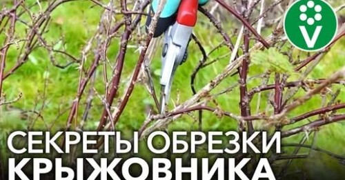 Правильная ОБРЕЗКА КРЫЖОВНИКА для крупных и здоровых ягод!