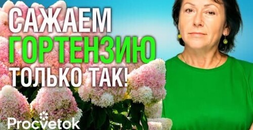 ГОРТЕНЗИЮ ОСЕНЬЮ САЖАЮТ ТОЛЬКО ТАК! Важные нюансы посадки гортензии