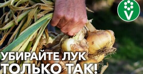ЛУКОВИЦЫ БУДУТ КРУПНЫЕ И ХОРОШО СОХРАНЯТСЯ! Все секреты правильной уборки репчатого лука!
