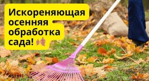 Осенняя обработка сада. Дёшево и очень эффективно!