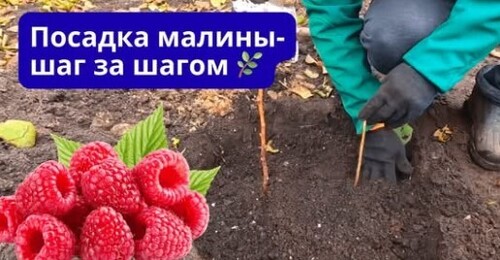 Осенняя посадка малины КУСТОВЫМ способом!