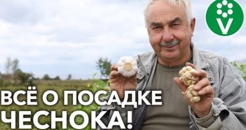 КАК И КОГДА ВЫСАЖИВАТЬ ЧЕСНОК?! Полное руководство от А до Я!
