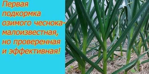 Об этой подкормке чеснока вам никогда не расскажут те, кто умеет его выращивать!