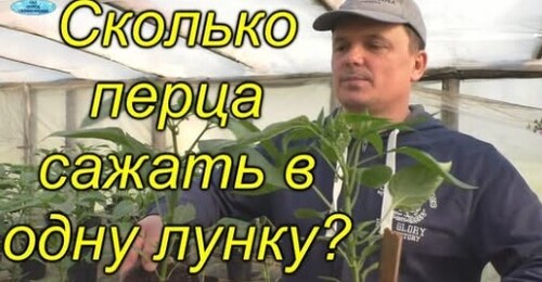 Сколько перца садить в 1 лунку? (из нашего опыта)