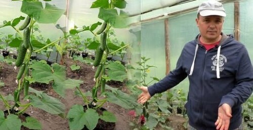 Как с пяти огурцов собрать большой и ранний урожай? Наш способ