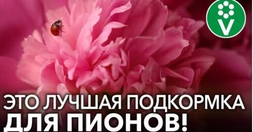 У ВАС БУДУТ САМЫЕ КРАСИВЫЕ ПИОНЫ, ЕСЛИ вы используете ЭТИ подкормки!