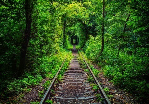 Тунель кохання: зелена перлина Рівненщини