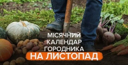 Місячний календар городника та садівника на листопад 2025 року