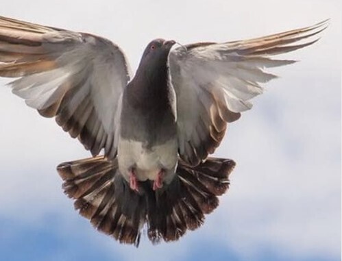 Почему китайцы платят в Европе за голубей сотни тысяч и миллионы евро?