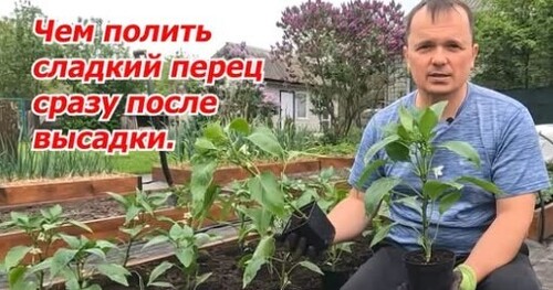Рассада сладкого перца начнёт мощно развиваться сразу после высадки