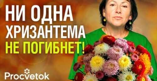 ОТПРАВЛЯЕМ НА ЗИМОВКУ ХРИЗАНТЕМУ И ЧЕРЕНКУЕМ! Как сохранить и размножить хризантемы осенью