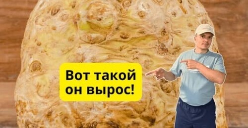 Такого урожая сельдерея корневого мы и сами не ожидали! Копаем сельдерей!