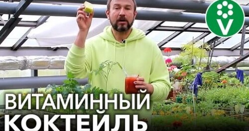 ТОМАТЫ ВМИГ ПОЙДУТ В РОСТ, если вы польете их этим розовым витаминным коктейлем