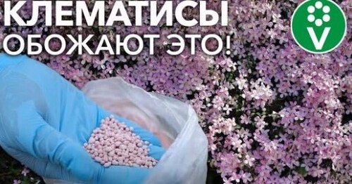 КЛЕМАТИСЫ БУДУТ УСЫПАНЫ ЦВЕТАМИ, если подкормить их так! Подкормки, которые заставят цвести клематис