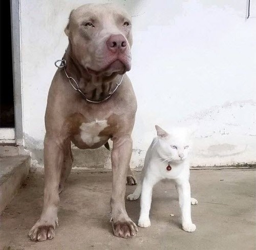 Плюша и Белик