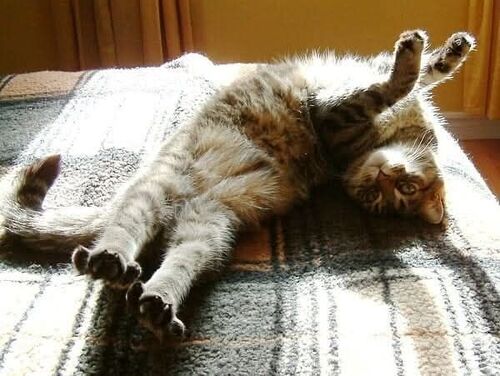 Солнышко моё, вставай