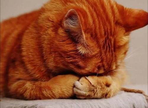 Лапка или слезы рыжего