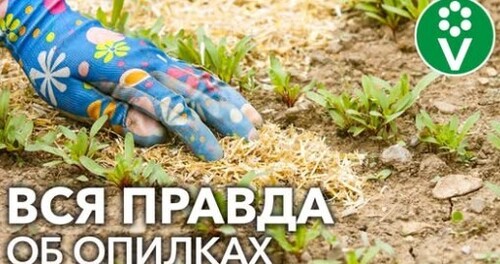 ОПИЛКИ В ОГОРОДЕ: ПОЛЬЗА ИЛИ ВРЕД? Вся правда об опилках