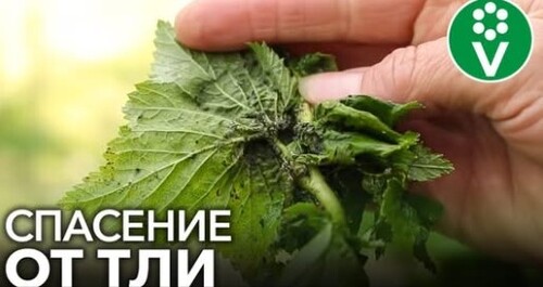 ТЛЯ БОИТСЯ ЭТОГО КАК ОГНЯ! Спасаем пораженные кустарники смородины!