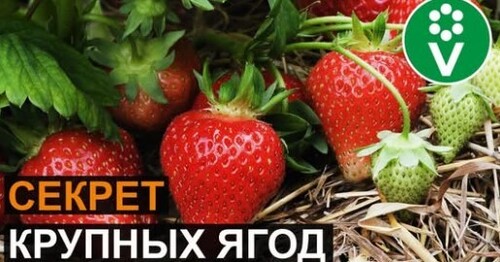 ПОДКОРМИТЕ ЭТИМ КЛУБНИКУ во время цветения для крупных ягод!