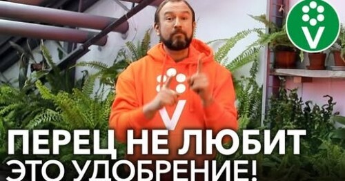 ХУДШЕЕ УДОБРЕНИЕ ДЛЯ ПЕРЦА! Не подкармливайте рассаду перца этим популярным фосфорным удобрением