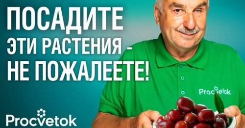 ЗИЗИФУС, МУШМУЛА, АЗИМИНА уже не экзотика! Известный агроном показал необычные растения в своем саду