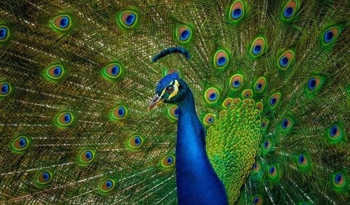 15 листопада - Всесвітній день павича: Прикмети та забобони