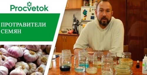 Подготовка семян к посадке. Хороши ли водка и перекись? 14 способов протравливания семян
