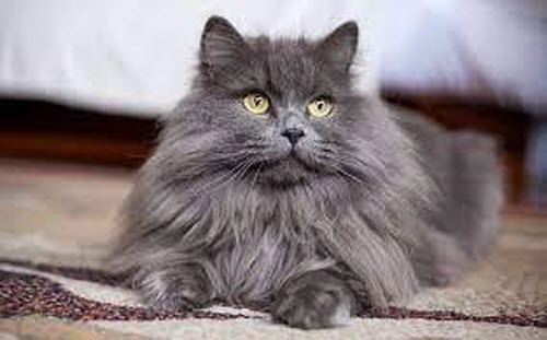 ПОМЫТЬ КОТА, ИЛИ ТЫСЯЧА И ОДНА НЕПРИЯТНОСТЬ