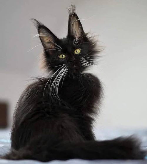 СКАЗКА на НОЧЬ