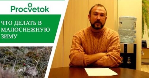 Укрытие растений в малоснежную зиму