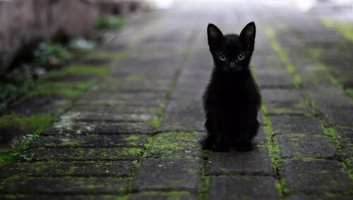 Кот нашел телефон...